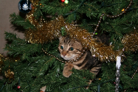 Foto Albero ramo animale domestico