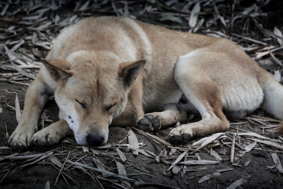 Cane animali selvatici dormire mammifero