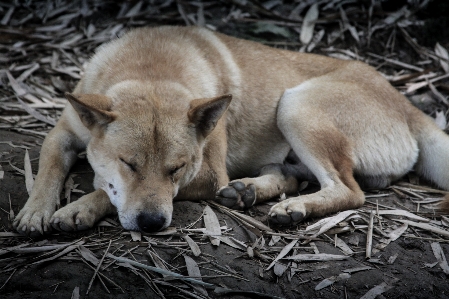 Dog wildlife sleeping mammal Photo