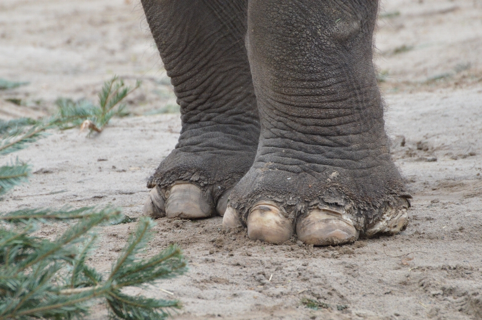 Sable pieds faune zoo