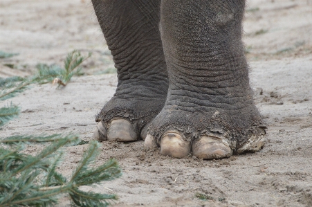 Sand feet wildlife zoo Photo