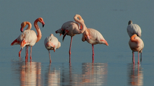 Foto Agua pájaro lago de pie