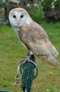 鳥 羽 野生動物 嘴 写真