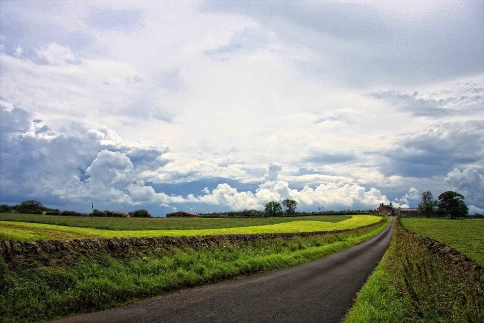 Landscape nature grass outdoor