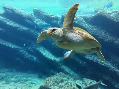 Sea water ocean diving Photo