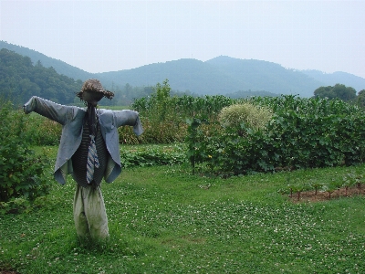 Foto Albero prato
 autunno collina