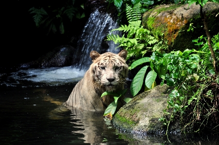 白 野生動物 野生 動物園 写真