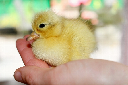 Bird cute young spring Photo