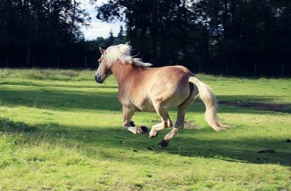 Meadow running animal motion