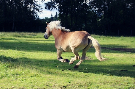 Meadow running animal motion Photo