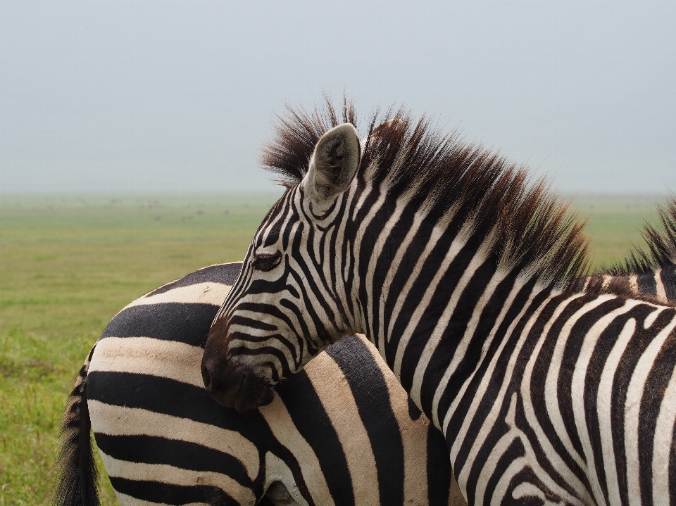 Natura bianco e nero
 avventura animali selvatici