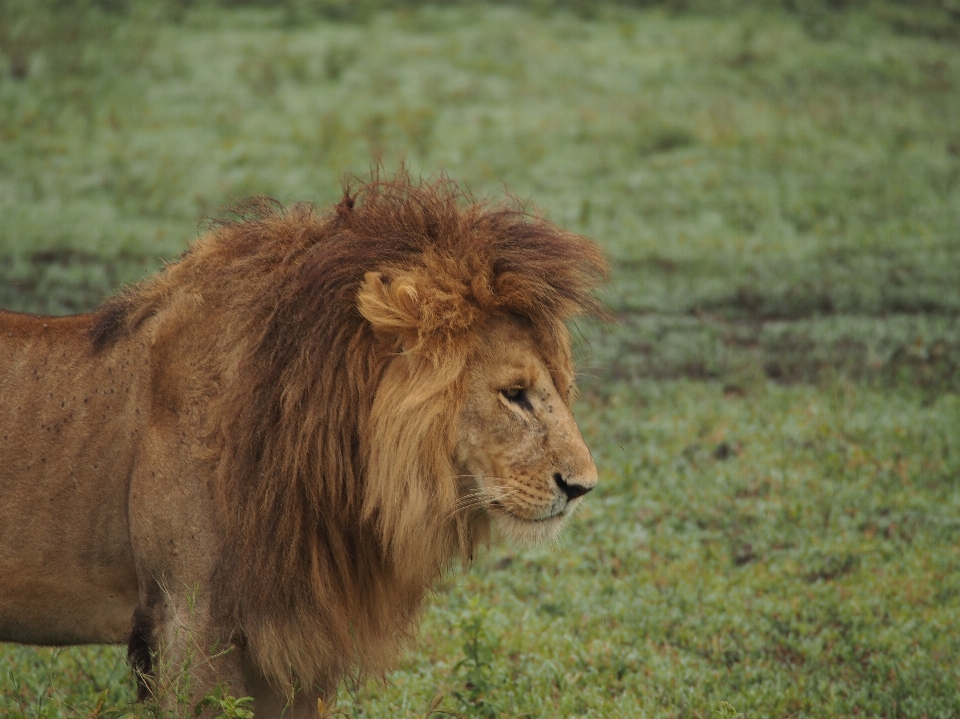 Nature aventure faune zoo