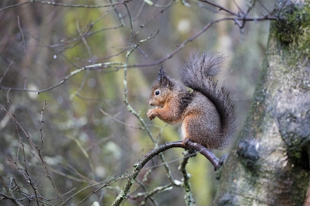 Branch animal wildlife mammal Photo