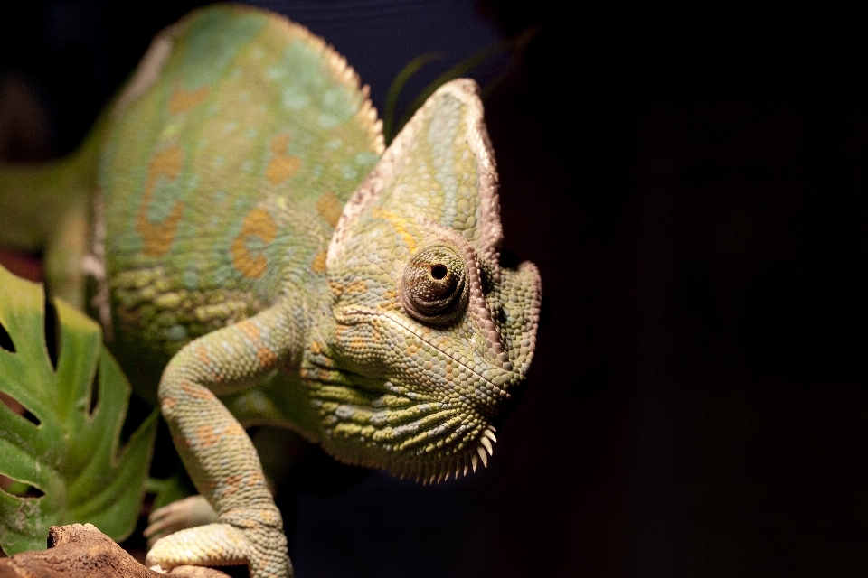 Animal faune reptile iguane