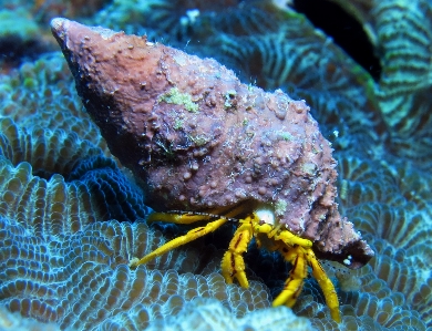 Nature diving underwater biology Photo