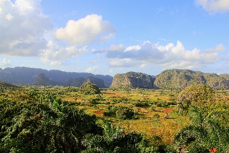 風景 木 自然 山 写真