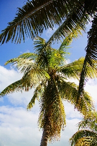 Landscape sea tree branch Photo