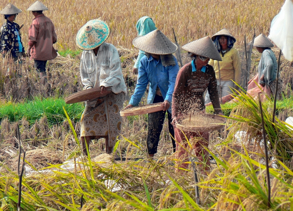 Margasatwa memanen hutan tanaman