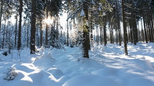 木 自然 森 雪 写真