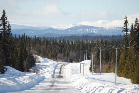 Tree forest mountain snow Photo