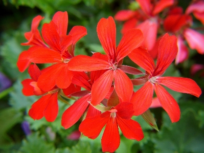 Plant leaf flower petal Photo