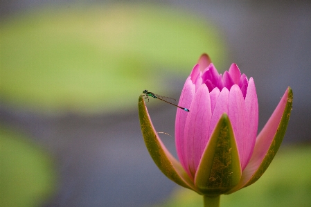 自然 花 植物 写真撮影 写真