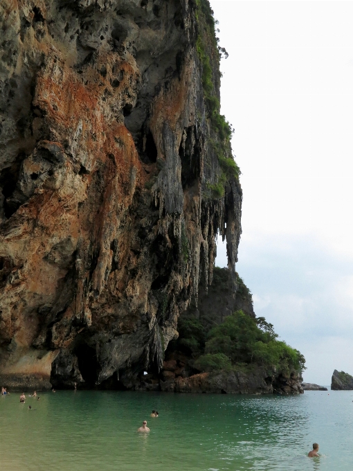 Mer côte arbre eau