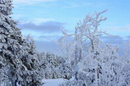 Tree forest wilderness branch Photo