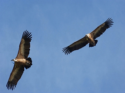 鳥 羽 空 飛ぶ 写真