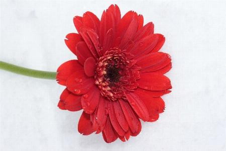 Blossom plant flower petal Photo