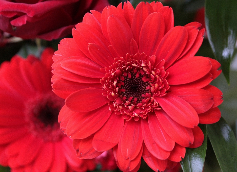 开花 植物 花 花瓣