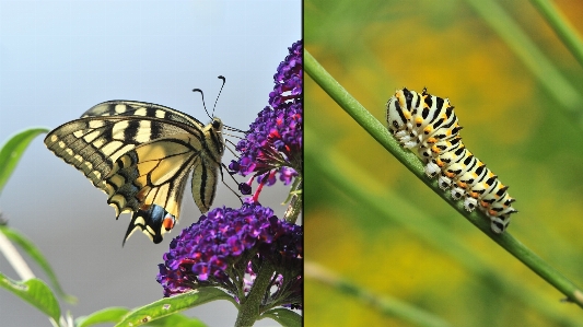 Foto Natureza flor inseto borboleta