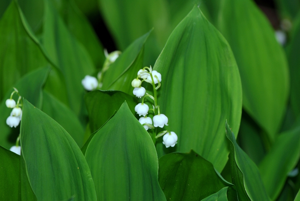 Natur gras blüte anlage