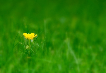 Nature grass plant field Photo