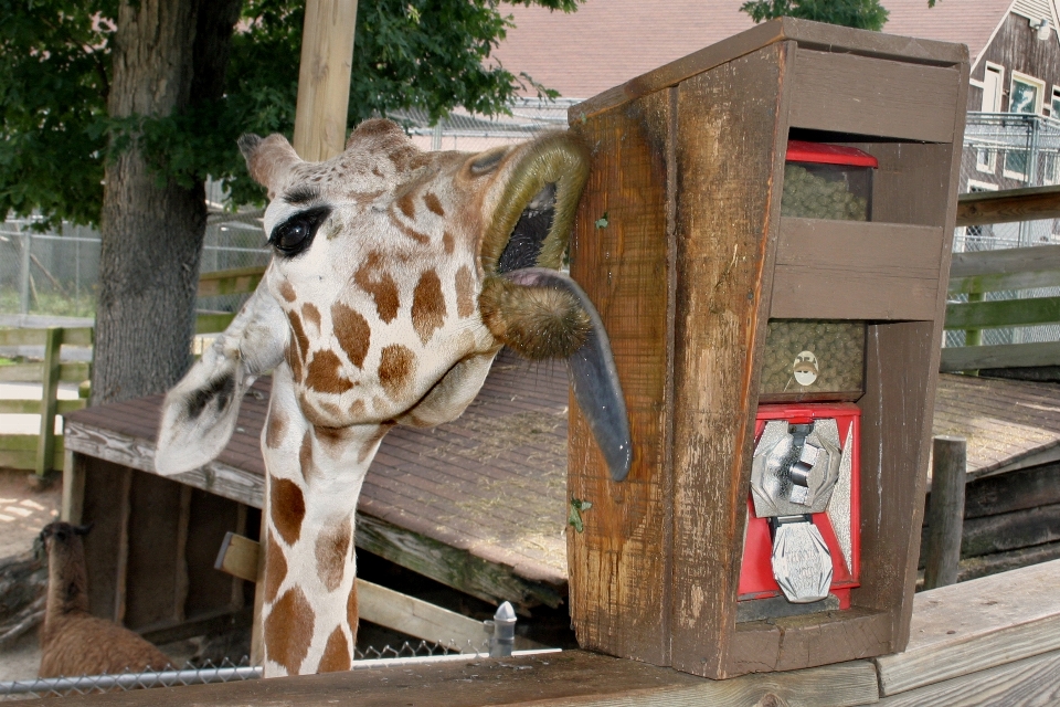 Nature animal mignon zoo