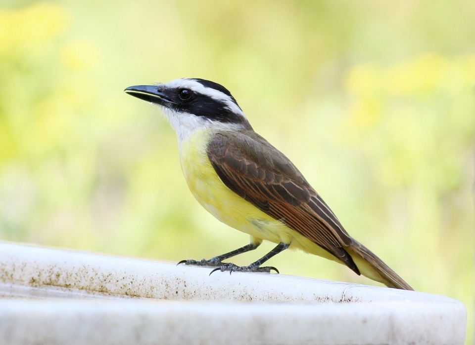 Nature bifurquer oiseau aile