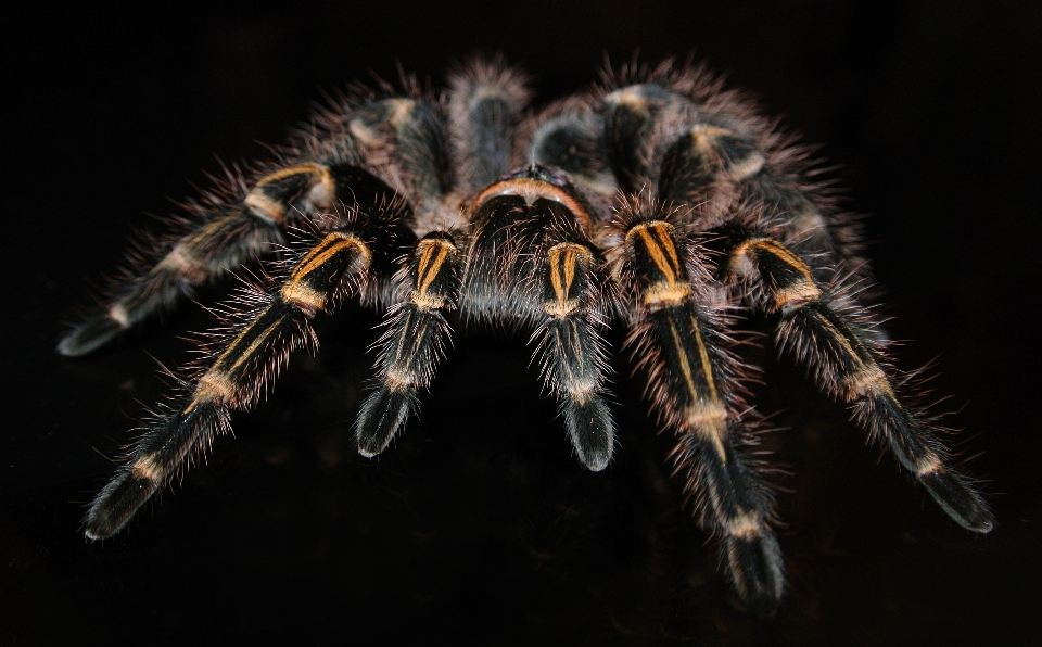 La photographie fauna invertébré fermer
