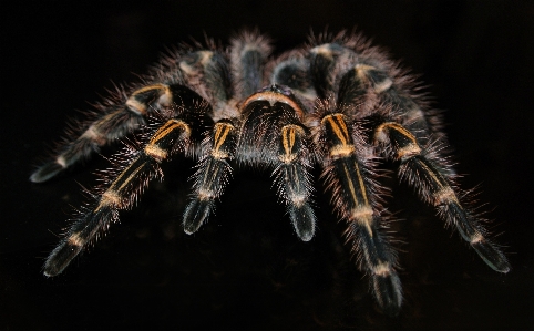 Foto Fotografi fauna invertebrata merapatkan
