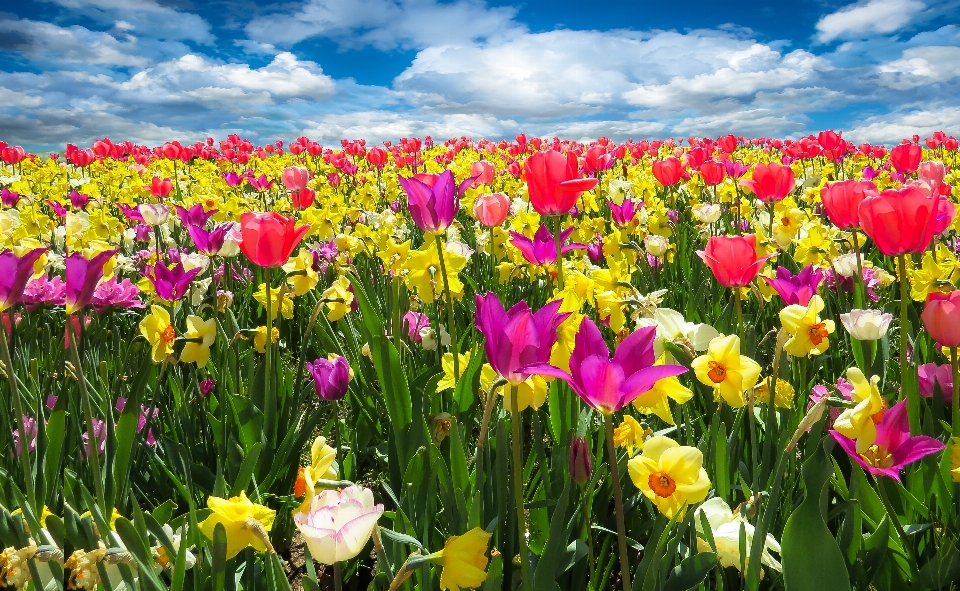 Blossom plant field meadow