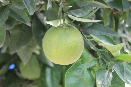 Foto Rama planta fruta flor