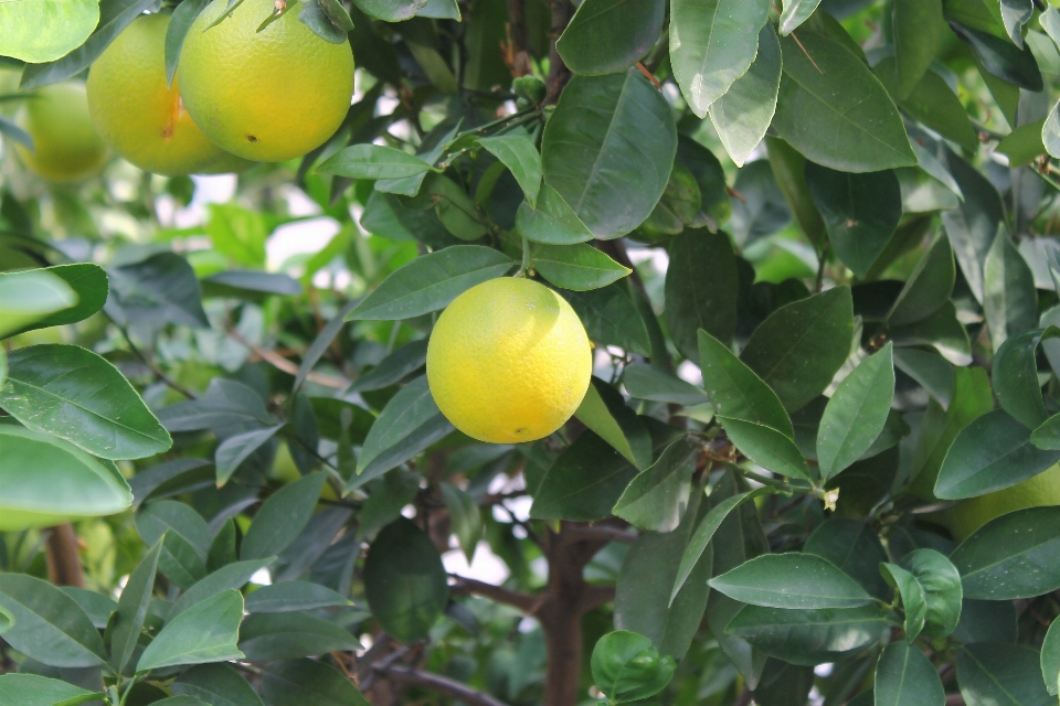 Tree branch plant fruit