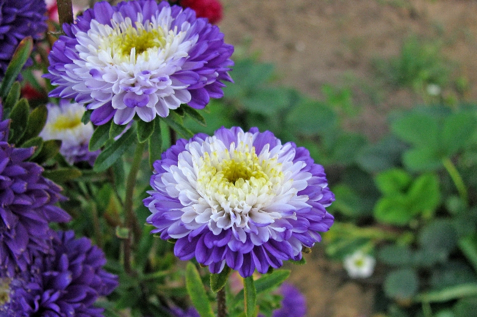 Plant flower purple petal