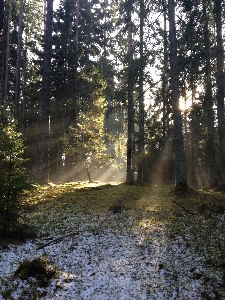 Tree nature forest outdoor Photo