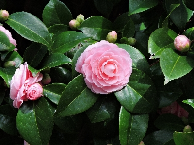 Baum natur blüte anlage Foto