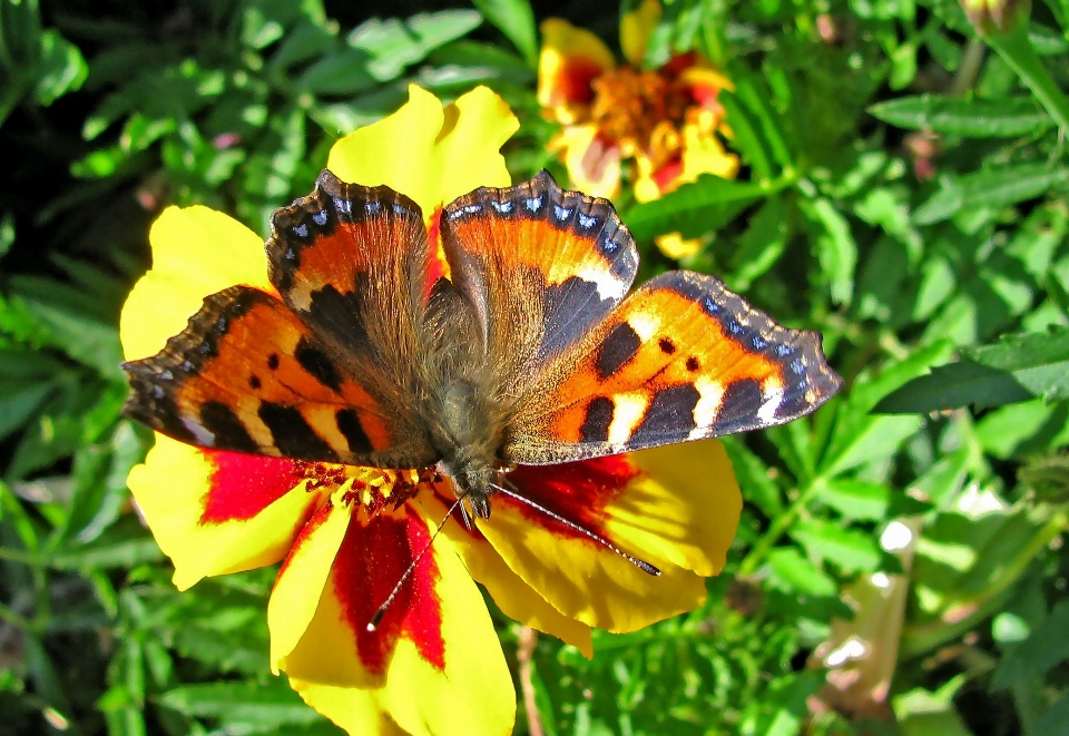 Natura pianta prato
 fiore