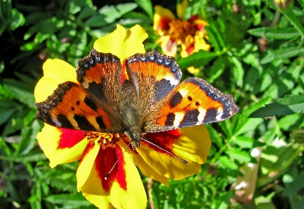 Nature plant meadow flower Photo