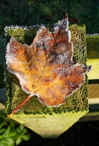 Baum natur draussen kalt Foto