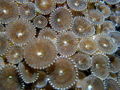 Ocean underwater macro biology Photo