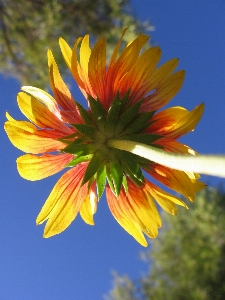 Nature blossom light plant Photo