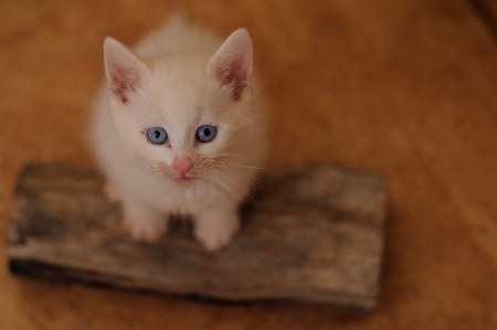 Portrait kitten cat mammal Photo